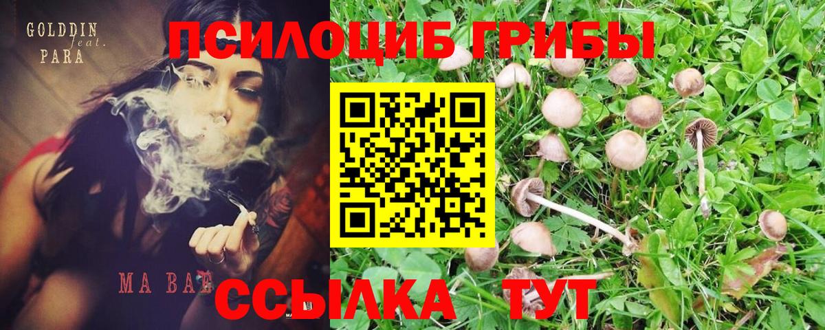 Переславль-Залесский  Псилоцибиновые грибы мухоморы  Вход с VPN 